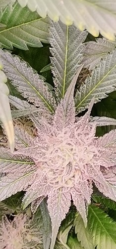 Growreport Bild 3