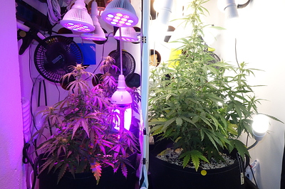 Growreport Bild 3