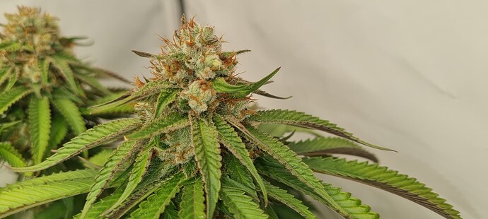 Growreport Bild 4