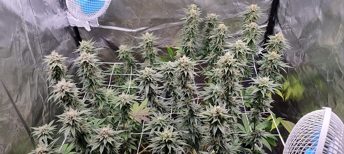 Growreport Bild 8