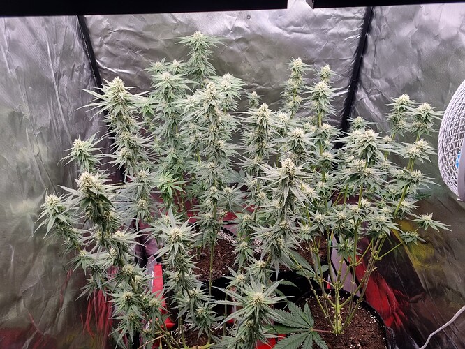 Growreport Bild 14