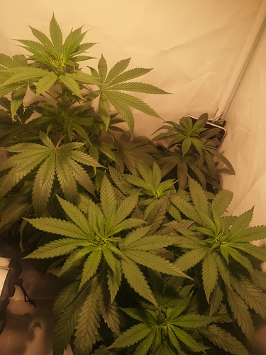 Growreport Bild 5