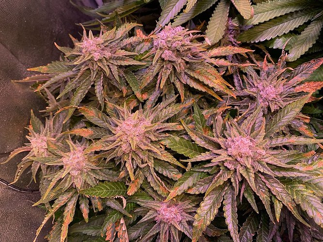 Growreport Bild 14