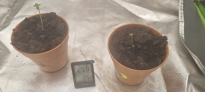 Growreport Bild 3