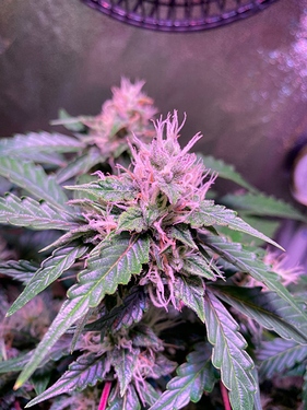 Growreport Bild 16