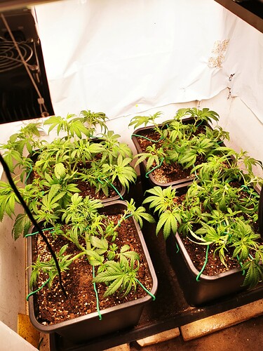 Growreport Bild 3