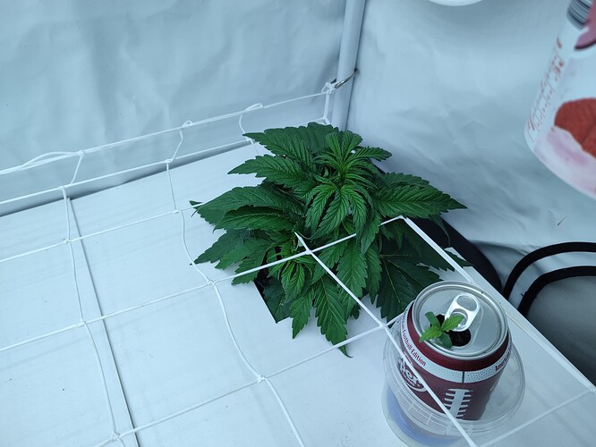 Growreport Bild 38
