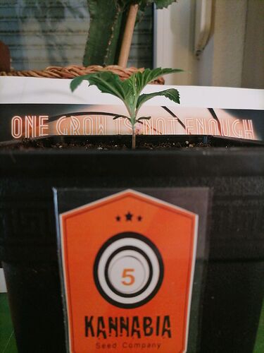 Growreport Bild 57