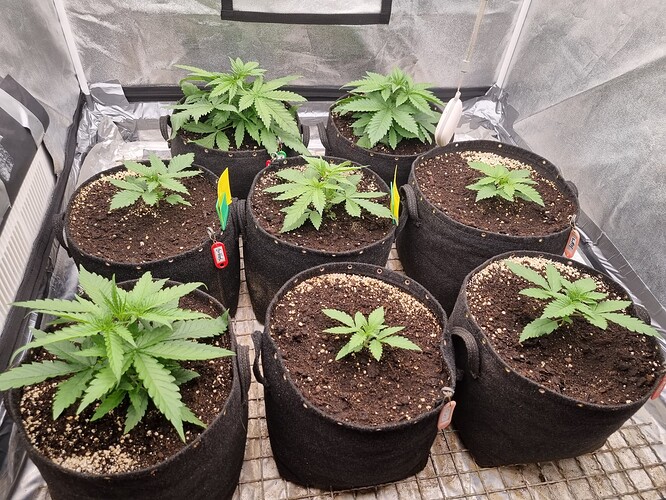 Growreport Bild 3