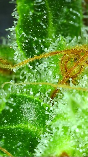Growreport Bild 97