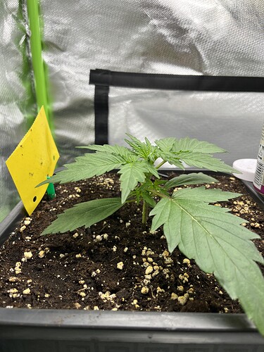 Growreport Bild 2