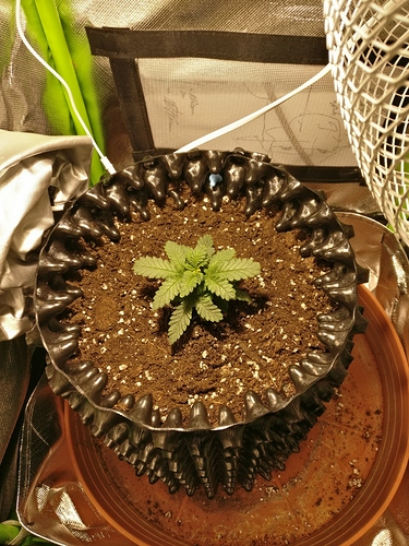 Growreport Bild 11