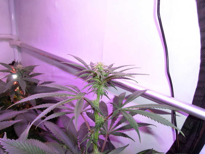 Growreport Bild 3