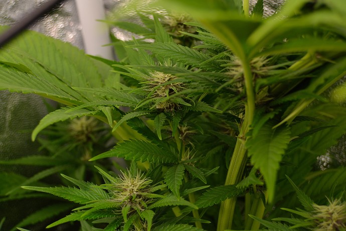 Growreport Bild 6