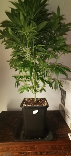 Growreport Bild 13