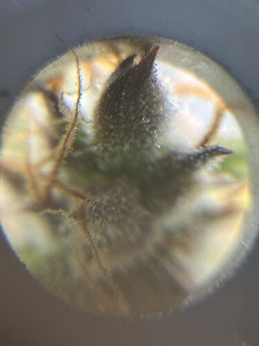 Growreport Bild 2