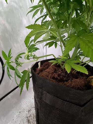 Growreport Bild 104