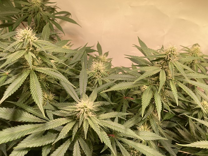 Growreport Bild 2