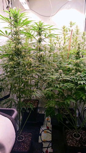 Growreport Bild 1