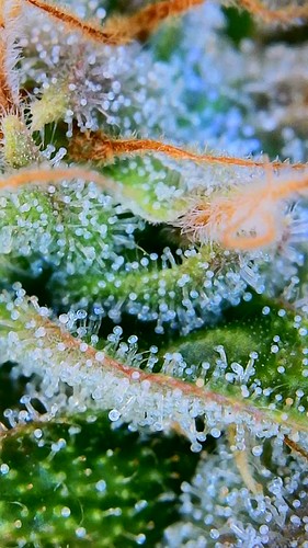 Growreport Bild 14