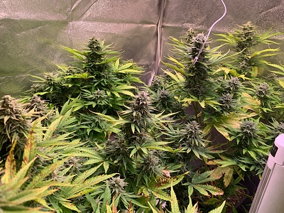 Growreport Bild 15