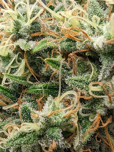 Growreport Bild 6