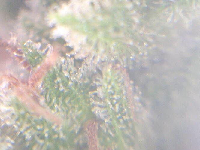 Growreport Bild 3