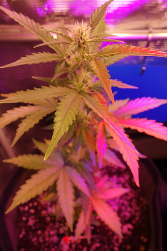 Growreport Bild 16