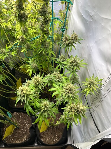 Growreport Bild 3