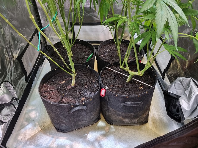 Growreport Bild 35