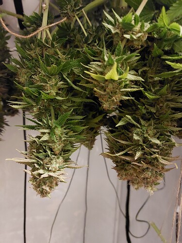 Growreport Bild 2