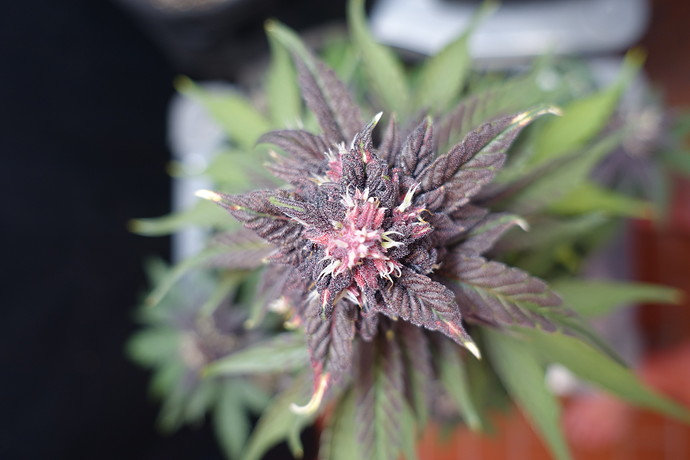 Growreport Bild 5