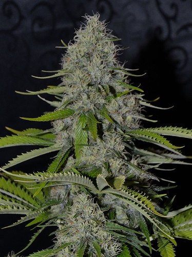 Growreport Bild 22