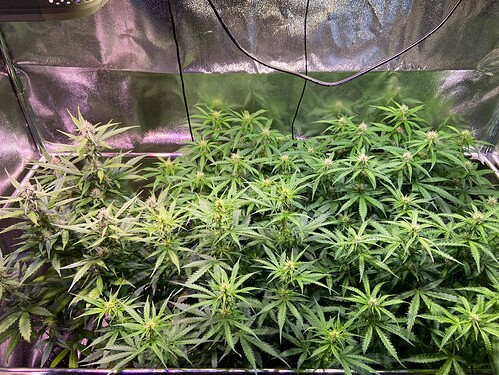 Growreport Bild 2