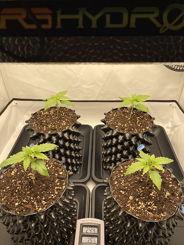 Growreport Bild 9