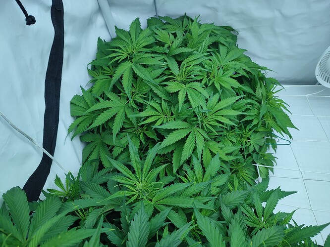 Growreport Bild 33