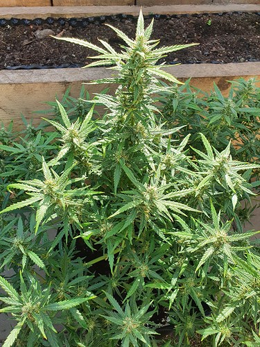 Growreport Bild 6