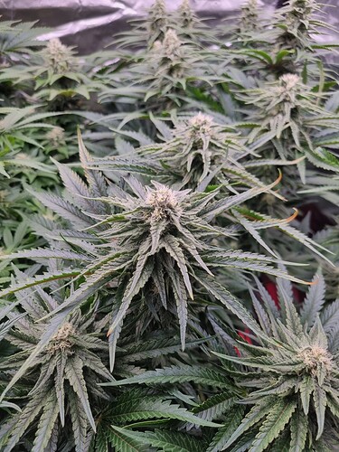 Growreport Bild 4