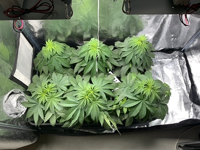 Growreport Bild 10