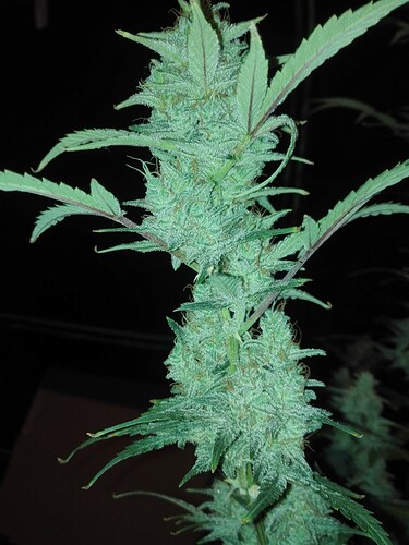 Growreport Bild 4