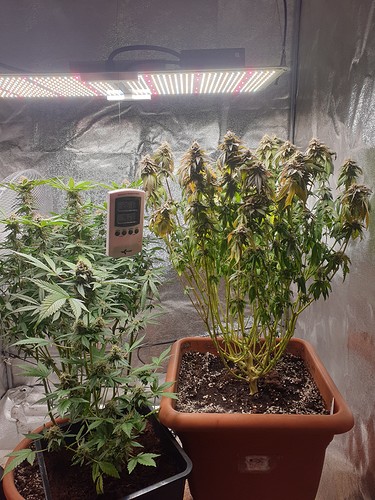 16272299794128253248239491199942