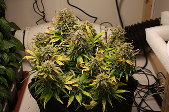 Growreport Bild 5