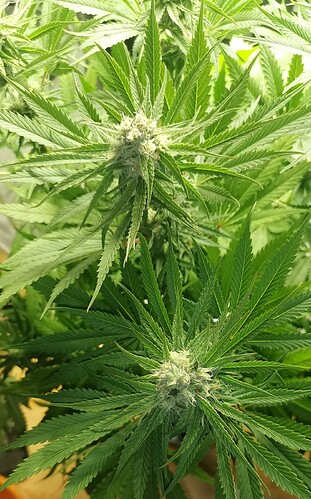 Growreport Bild 4