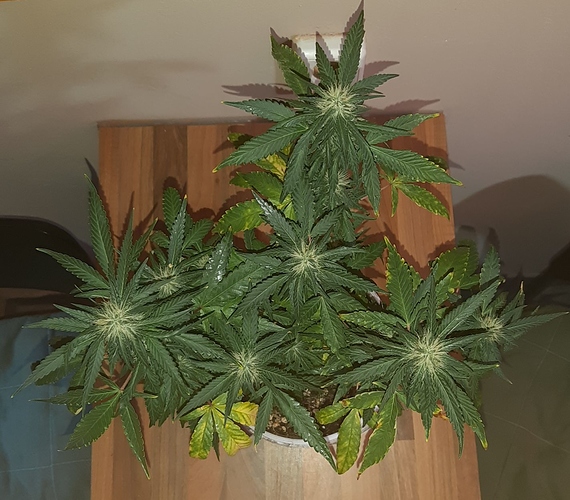 Growreport Bild 11