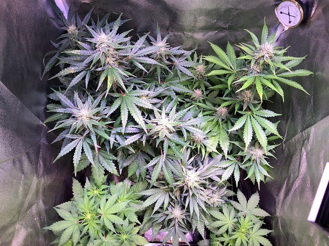 Growreport Bild 1