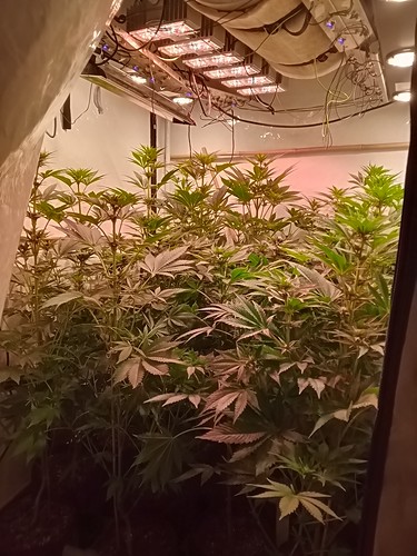 Growreport Bild 28