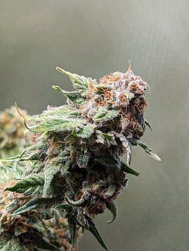 Growreport Bild 1