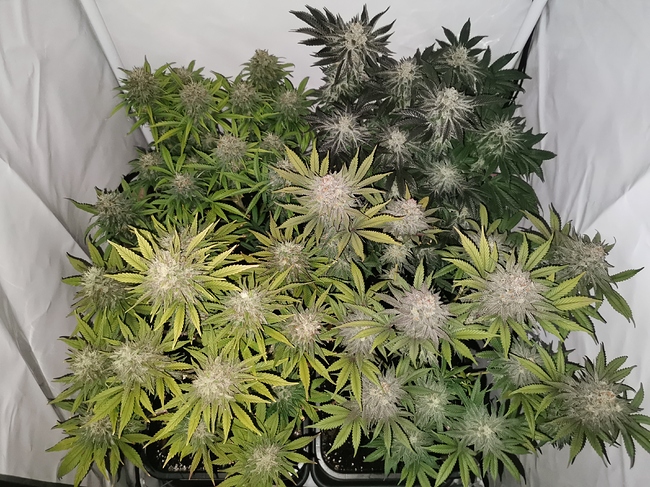 Growreport Bild 2