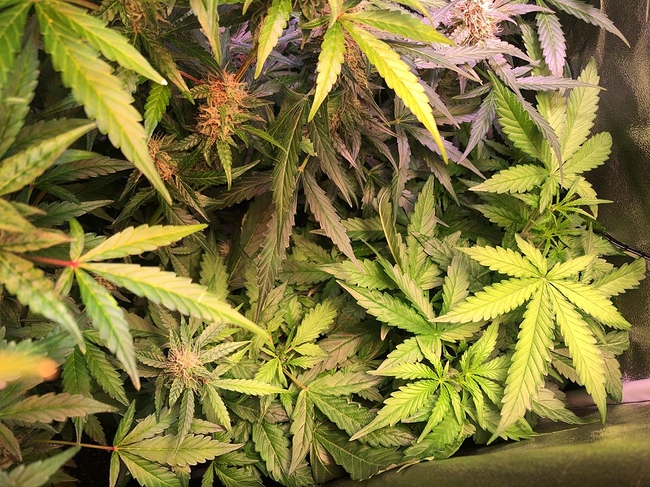 Growreport Bild 13