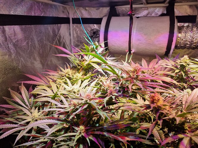 Growreport Bild 39